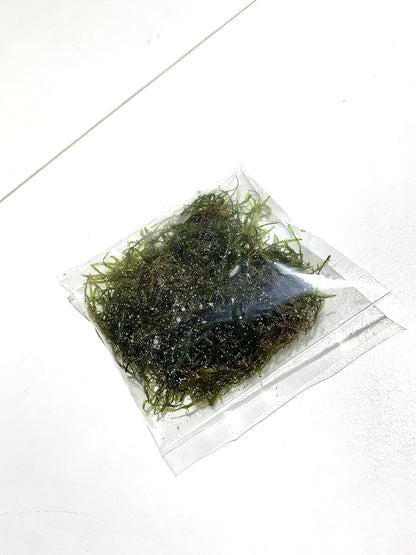 Java Moss Taxiphyllum Barbieri Live Aquarium Moss Aquatic Plants Vesicularia Dubyana Buy 2 G 1