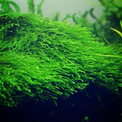 Java Moss Taxiphyllum Barbieri Live Aquarium Moss Aquatic Plants Vesicularia Dubyana Buy 2 G 1