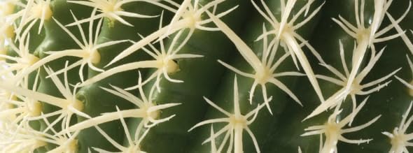 Barrel Cactus Terrarium Plant, Small