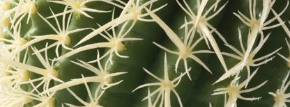 Barrel Cactus Terrarium Plant, Small