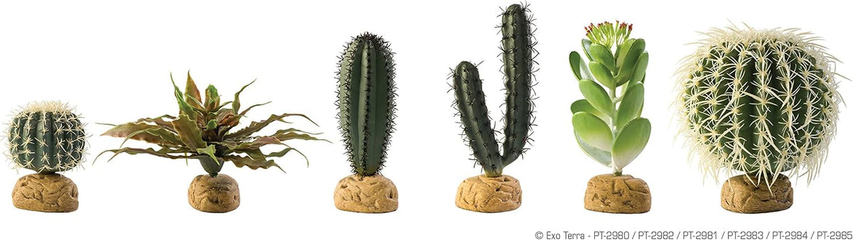 Barrel Cactus Terrarium Plant, Small