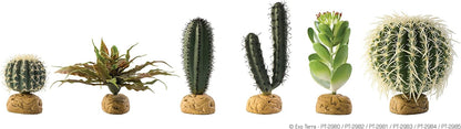 Barrel Cactus Terrarium Plant, Small