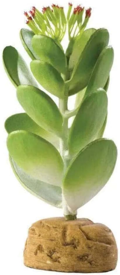 Barrel Cactus Terrarium Plant, Small