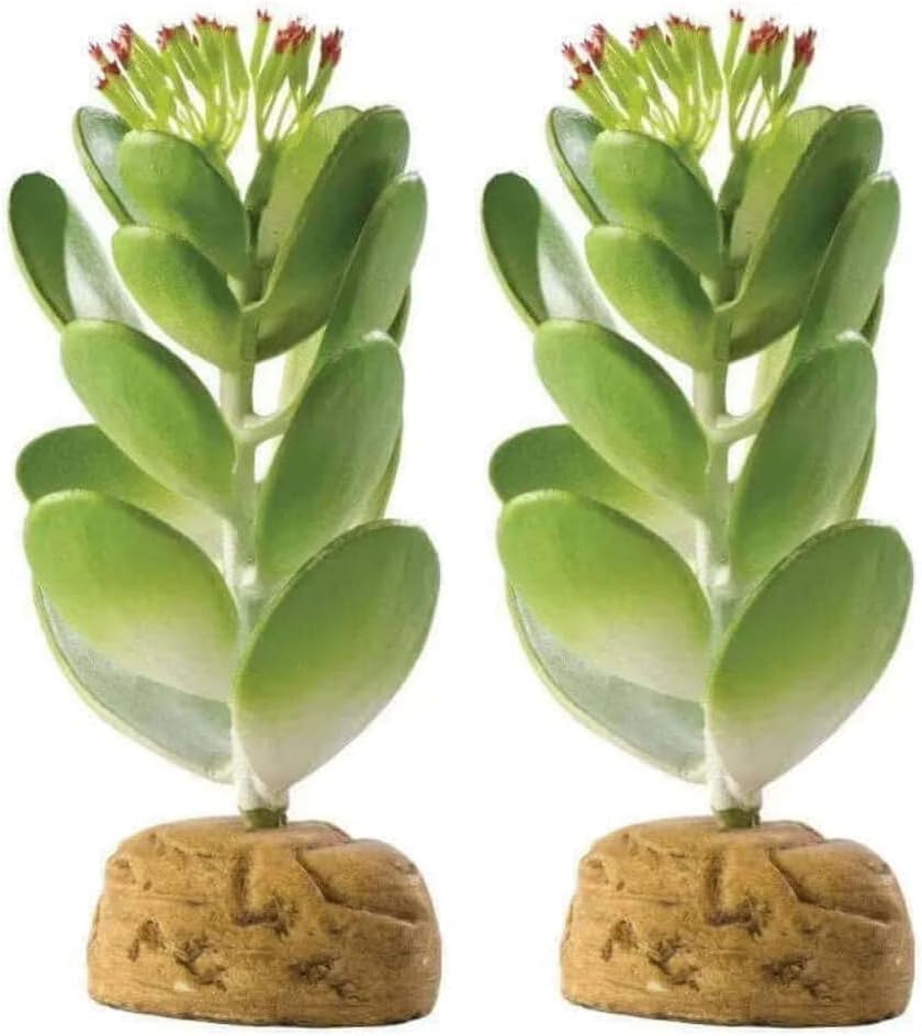 Barrel Cactus Terrarium Plant, Small