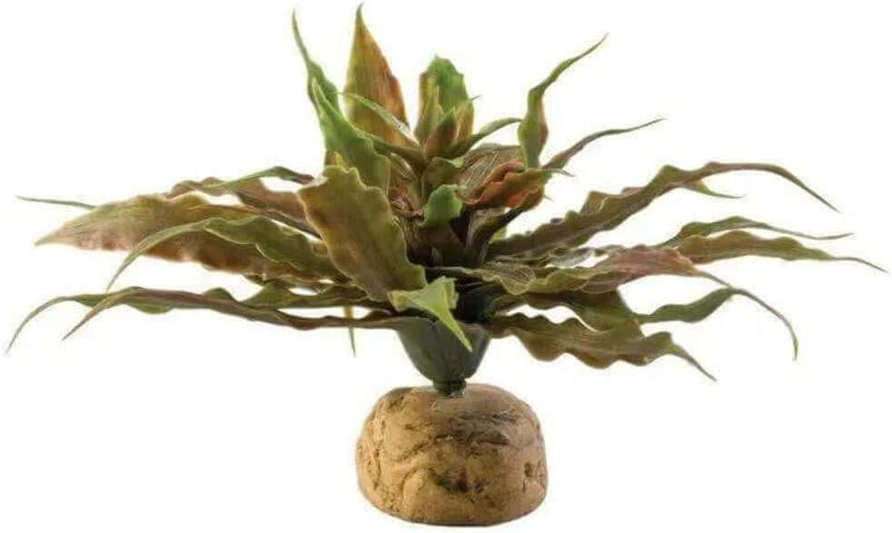 Barrel Cactus Terrarium Plant, Small