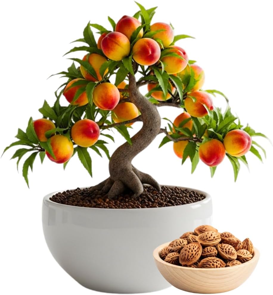 Bonsai Peach Tree Seeds – 5 Large Seeds for Miniature Fruit-Bearing Trees – Easy to Grow, Hardy, Produces Sweet Peaches - Great for Beginner Bonsai - Ideal for Home Garden