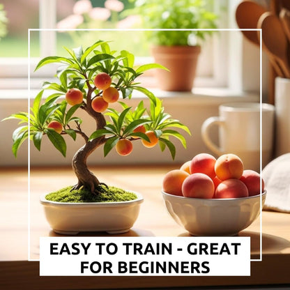 Bonsai Peach Tree Seeds – 5 Large Seeds for Miniature Fruit-Bearing Trees – Easy to Grow, Hardy, Produces Sweet Peaches - Great for Beginner Bonsai - Ideal for Home Garden
