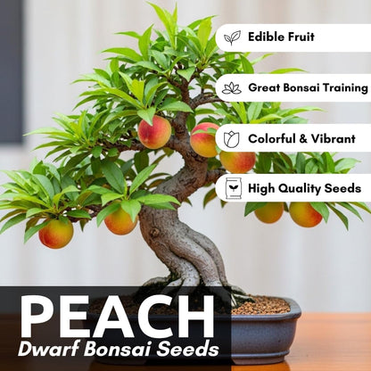 Bonsai Peach Tree Seeds – 5 Large Seeds for Miniature Fruit-Bearing Trees – Easy to Grow, Hardy, Produces Sweet Peaches - Great for Beginner Bonsai - Ideal for Home Garden