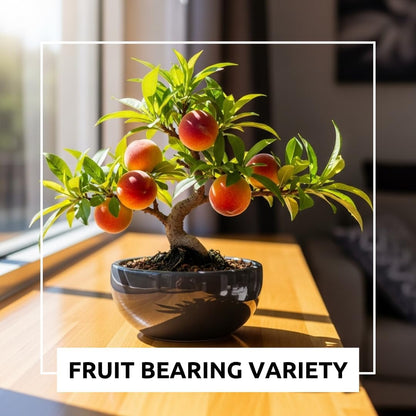 Bonsai Peach Tree Seeds – 5 Large Seeds for Miniature Fruit-Bearing Trees – Easy to Grow, Hardy, Produces Sweet Peaches - Great for Beginner Bonsai - Ideal for Home Garden