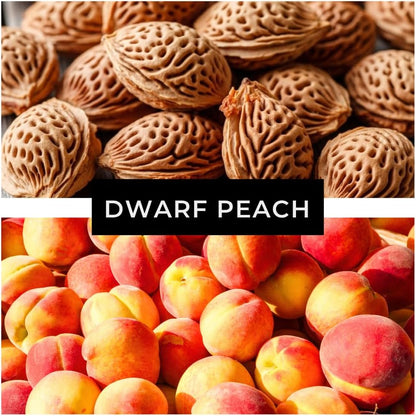 Bonsai Peach Tree Seeds – 5 Large Seeds for Miniature Fruit-Bearing Trees – Easy to Grow, Hardy, Produces Sweet Peaches - Great for Beginner Bonsai - Ideal for Home Garden