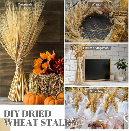 1200 Stems Dried Wheat Stalks for Decor Natural Wheat Grass Sheaves Bundle Farmhouse Artificial Flowers Arrangement for DIY Wedding Table Home Centerpieces Party Decorative (17.5 Inch)
