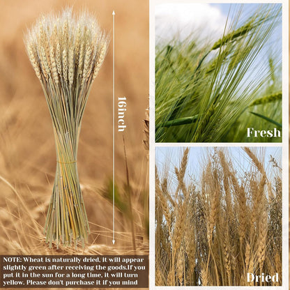 1200 Stems Dried Wheat Stalks for Decor Natural Wheat Grass Sheaves Bundle Farmhouse Artificial Flowers Arrangement for DIY Wedding Table Home Centerpieces Party Decorative (17.5 Inch)