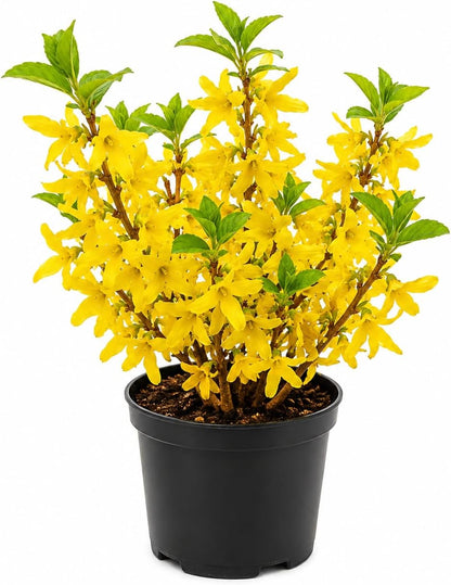 2 Lynwood Gold Forsythia Plants Live, 4 Inch Pot