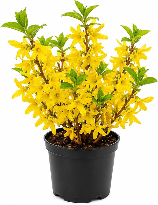 2 Lynwood Gold Forsythia Plants Live, 4 Inch Pot