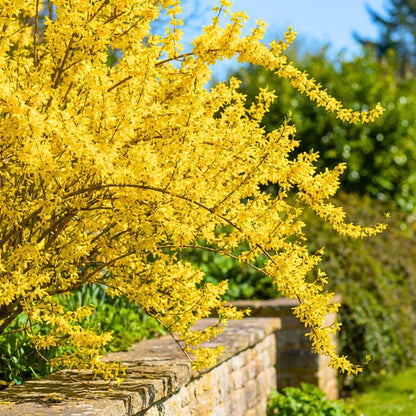2 Lynwood Gold Forsythia Plants Live, 4 Inch Pot