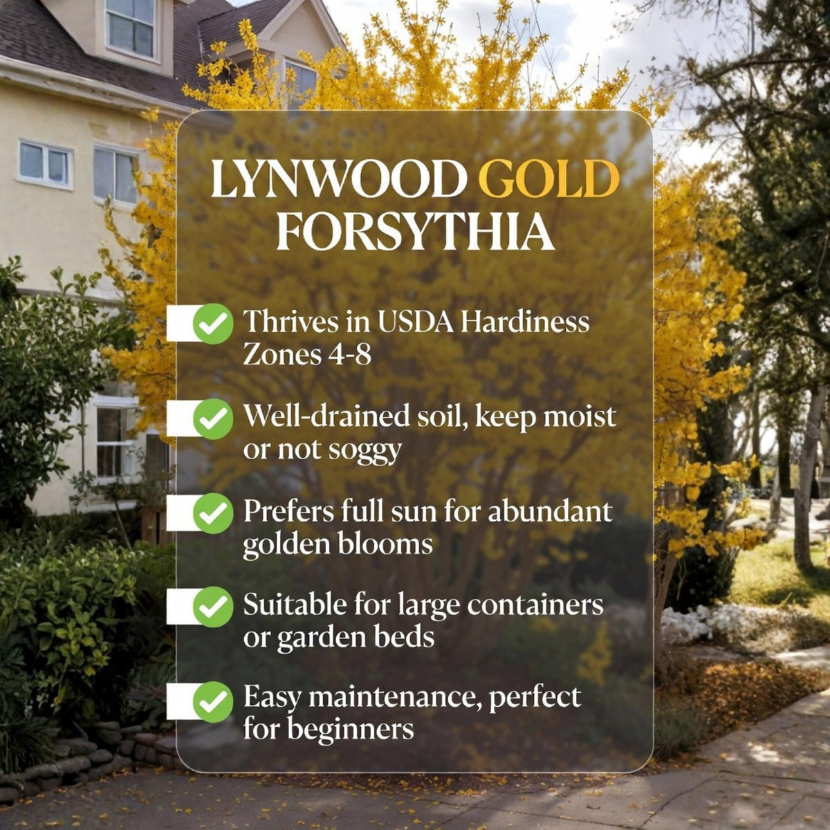 2 Lynwood Gold Forsythia Plants Live, 4 Inch Pot