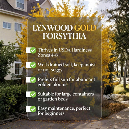 2 Lynwood Gold Forsythia Plants Live, 4 Inch Pot