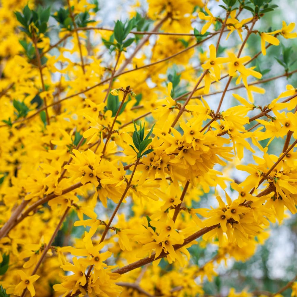 2 Lynwood Gold Forsythia Plants Live, 4 Inch Pot