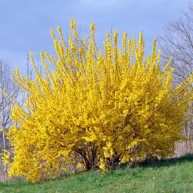 2 Lynwood Gold Forsythia Plants Live, 4 Inch Pot