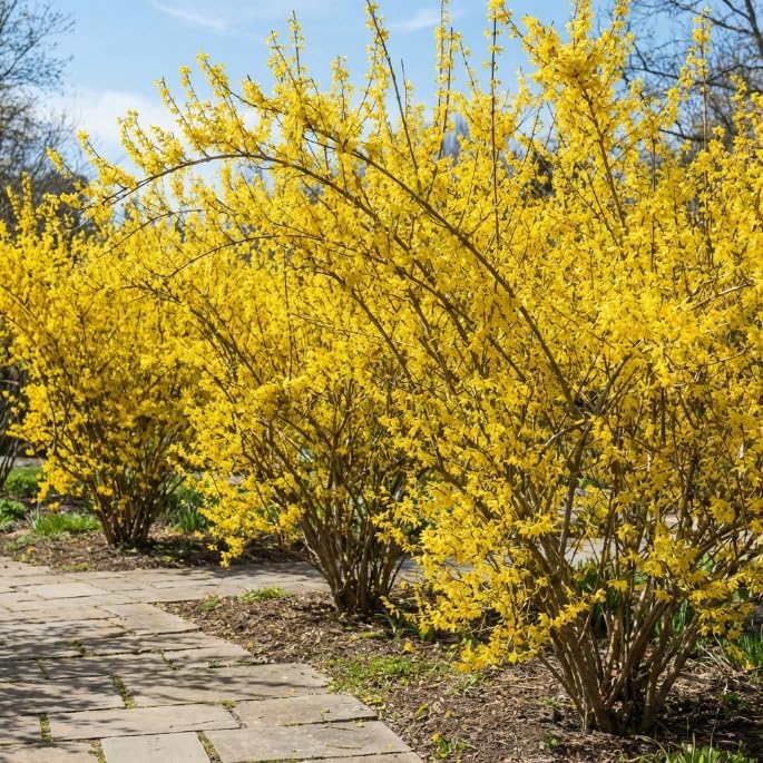 2 Lynwood Gold Forsythia Plants Live, 4 Inch Pot