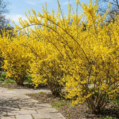 2 Lynwood Gold Forsythia Plants Live, 4 Inch Pot