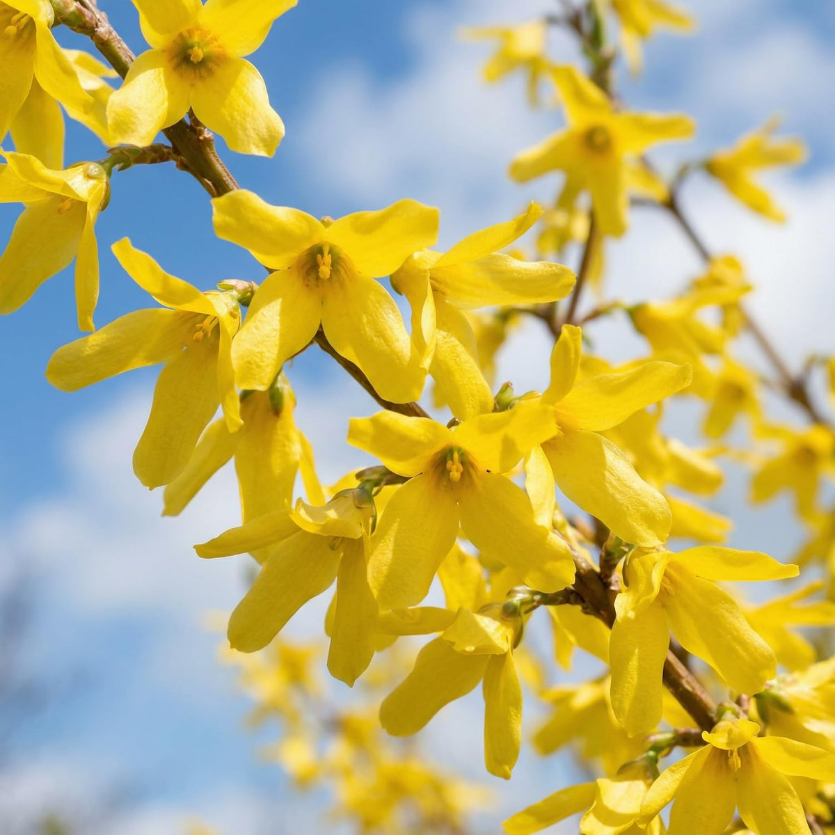 2 Lynwood Gold Forsythia Plants Live, 4 Inch Pot