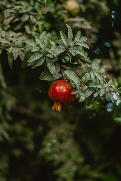 Parfianka Pomegranate Tree - Live Fruit Tree 5-8" Tall - Perfect for Containers - Sweet Red Fruit Bearing Plant - Hardy Pomegranate Starter Tree for Planting - Growing Zones 7-10