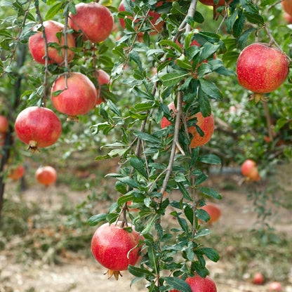 Dwarf Pomegranate Seeds for Planting Outdoor, 30pcs Pomegranate Tree Seeds Non-GMO Heirloom Sweet Edible Fruit, Sweet Juicy Fruits Plants in Your Home Garden
