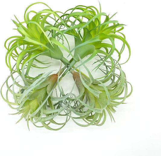 4 Pack Artificial Air Plants Faux Flocking Tillandsia Air Plants Bromeliads for Home Decor Terrarium Decoration Artificial Succulents Plants Arrangement