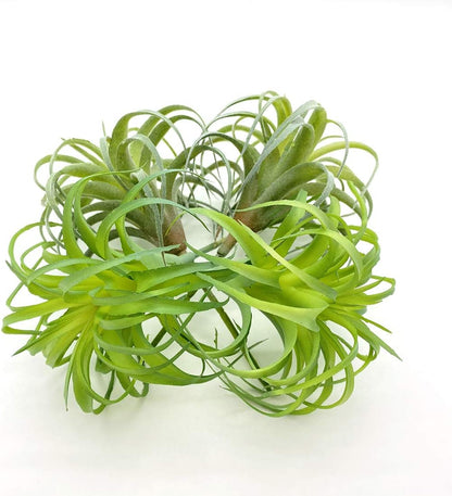 4 Pack Artificial Air Plants Faux Flocking Tillandsia Air Plants Bromeliads for Home Decor Terrarium Decoration Artificial Succulents Plants Arrangement