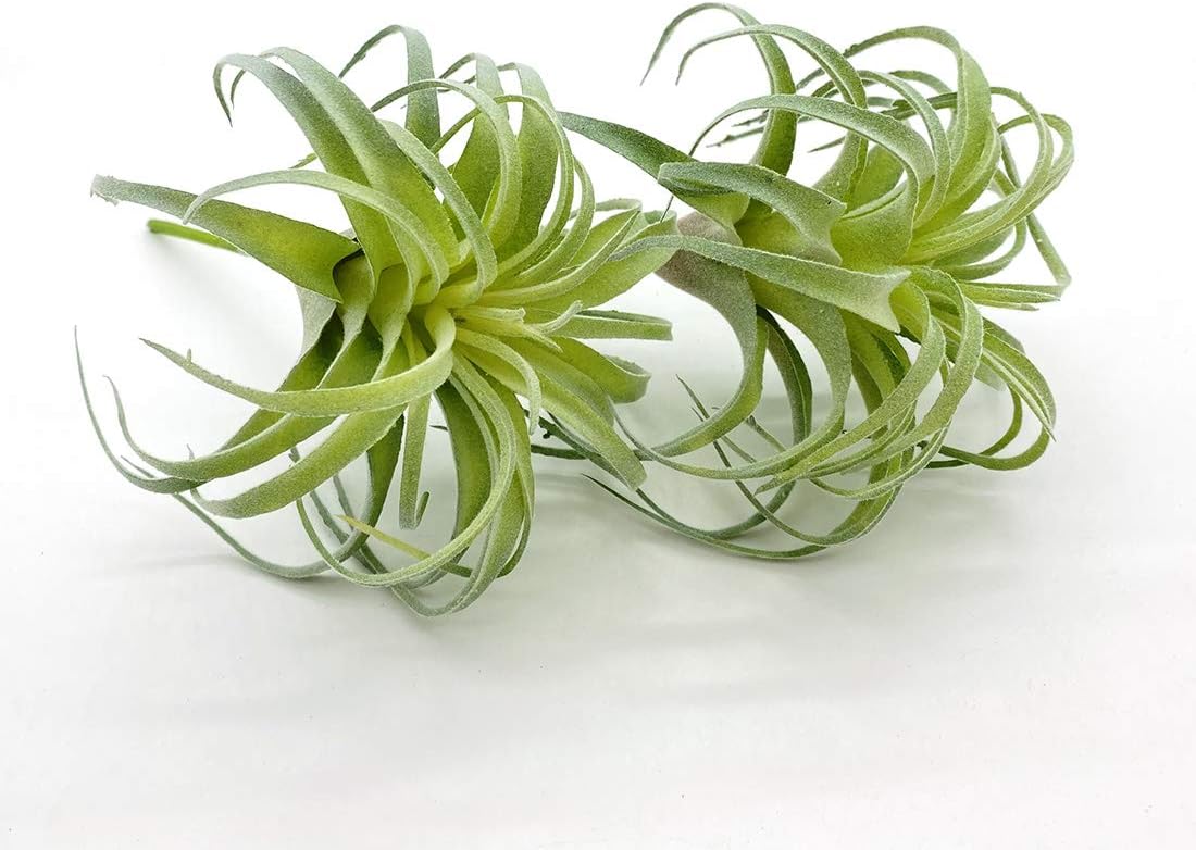 4 Pack Artificial Air Plants Faux Flocking Tillandsia Air Plants Bromeliads for Home Decor Terrarium Decoration Artificial Succulents Plants Arrangement