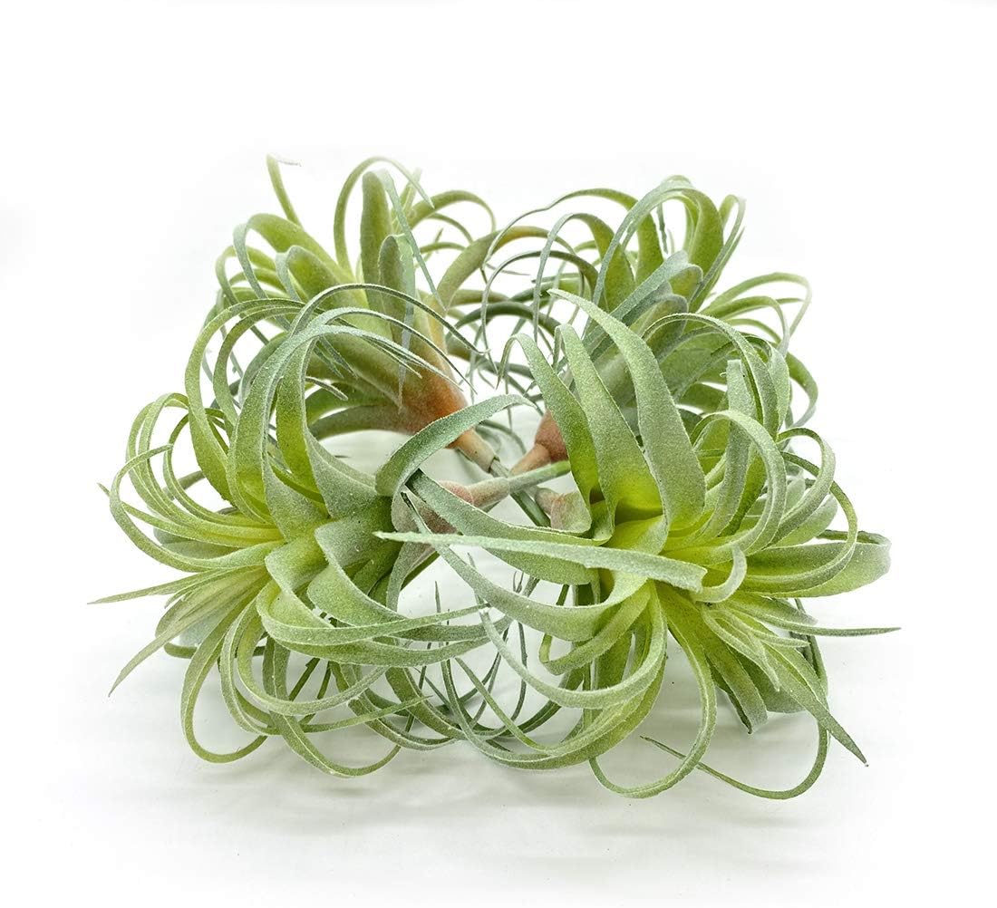 4 Pack Artificial Air Plants Faux Flocking Tillandsia Air Plants Bromeliads for Home Decor Terrarium Decoration Artificial Succulents Plants Arrangement