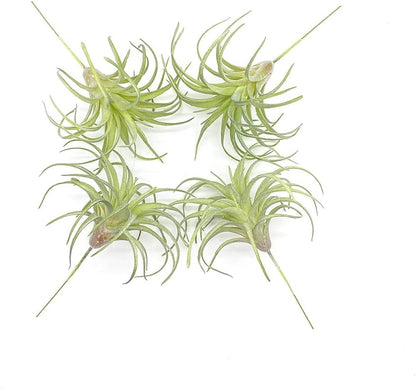 4 Pack Artificial Air Plants Faux Flocking Tillandsia Air Plants Bromeliads for Home Decor Terrarium Decoration Artificial Succulents Plants Arrangement