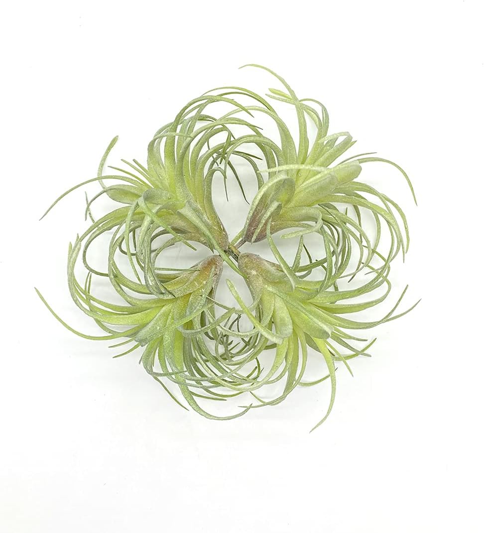 4 Pack Artificial Air Plants Faux Flocking Tillandsia Air Plants Bromeliads for Home Decor Terrarium Decoration Artificial Succulents Plants Arrangement