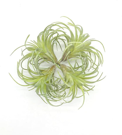 4 Pack Artificial Air Plants Faux Flocking Tillandsia Air Plants Bromeliads for Home Decor Terrarium Decoration Artificial Succulents Plants Arrangement