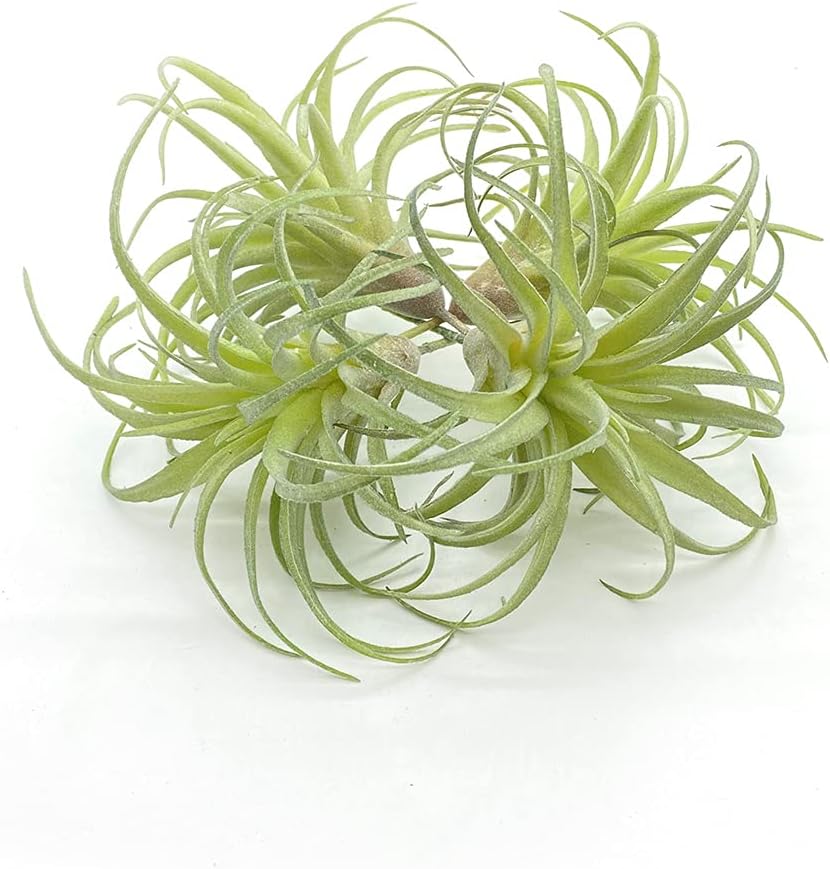 4 Pack Artificial Air Plants Faux Flocking Tillandsia Air Plants Bromeliads for Home Decor Terrarium Decoration Artificial Succulents Plants Arrangement