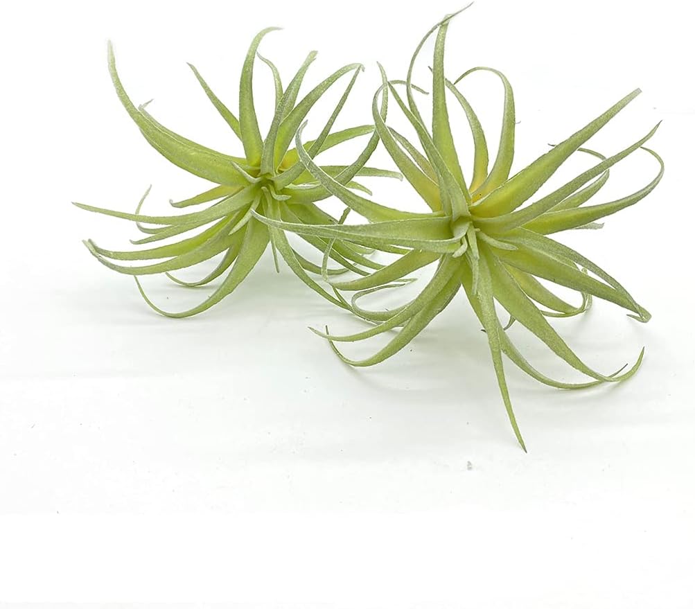4 Pack Artificial Air Plants Faux Flocking Tillandsia Air Plants Bromeliads for Home Decor Terrarium Decoration Artificial Succulents Plants Arrangement