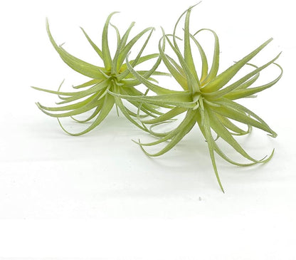 4 Pack Artificial Air Plants Faux Flocking Tillandsia Air Plants Bromeliads for Home Decor Terrarium Decoration Artificial Succulents Plants Arrangement