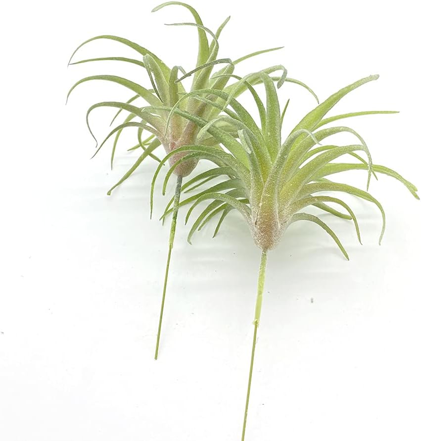 4 Pack Artificial Air Plants Faux Flocking Tillandsia Air Plants Bromeliads for Home Decor Terrarium Decoration Artificial Succulents Plants Arrangement