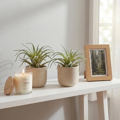 Artificial Plants & Greenery 2Pcs Faux Decor Set Ultra Realistic Artificial Air Plants, Artificial Bromeliad Plants, No Care Faux Succulents for Home Garden Office Terrarium DIY Decor