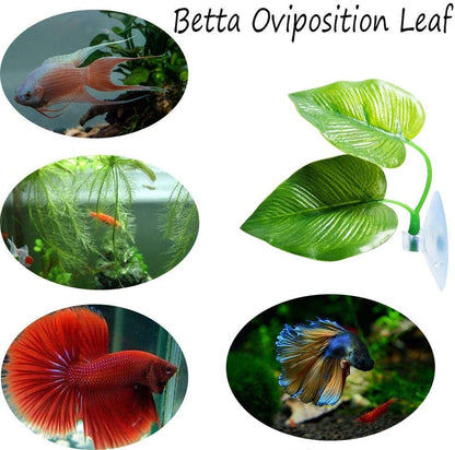 CousDUoBe Betta Fish Leaf Pad Improves Betta's Health by Simulating the Natural Habitat - Natural, Organic, Comfortable Rest Area for Fish Aquarium Ornaments