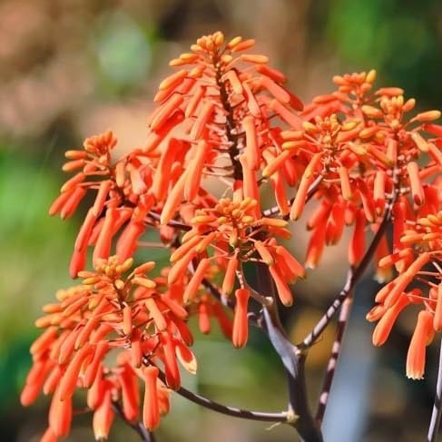 Live Pomegranate 'Wonderful' Plants (Punica Granatum 'Wonderful') - Fruit-Bearing, Drought-Tolerant, Easy to Grow (2 Pomegranate Wonderful Cups)
