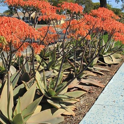 Live Pomegranate 'Wonderful' Plants (Punica Granatum 'Wonderful') - Fruit-Bearing, Drought-Tolerant, Easy to Grow (2 Pomegranate Wonderful Cups)