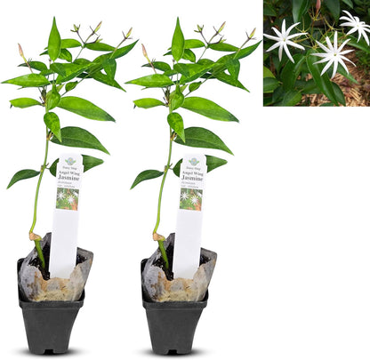 Live Pomegranate 'Wonderful' Plants (Punica Granatum 'Wonderful') - Fruit-Bearing, Drought-Tolerant, Easy to Grow (2 Pomegranate Wonderful Cups)