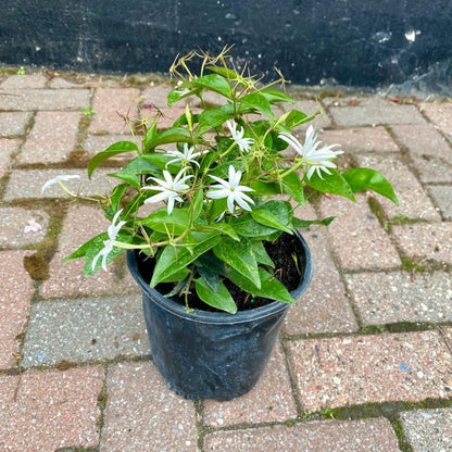 Live Pomegranate 'Wonderful' Plants (Punica Granatum 'Wonderful') - Fruit-Bearing, Drought-Tolerant, Easy to Grow (2 Pomegranate Wonderful Cups)