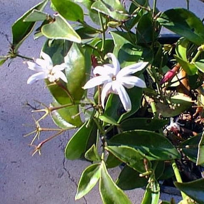Live Pomegranate 'Wonderful' Plants (Punica Granatum 'Wonderful') - Fruit-Bearing, Drought-Tolerant, Easy to Grow (2 Pomegranate Wonderful Cups)