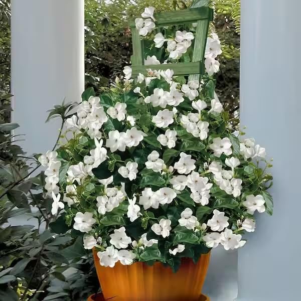 Live Pomegranate 'Wonderful' Plants (Punica Granatum 'Wonderful') - Fruit-Bearing, Drought-Tolerant, Easy to Grow (2 Pomegranate Wonderful Cups)