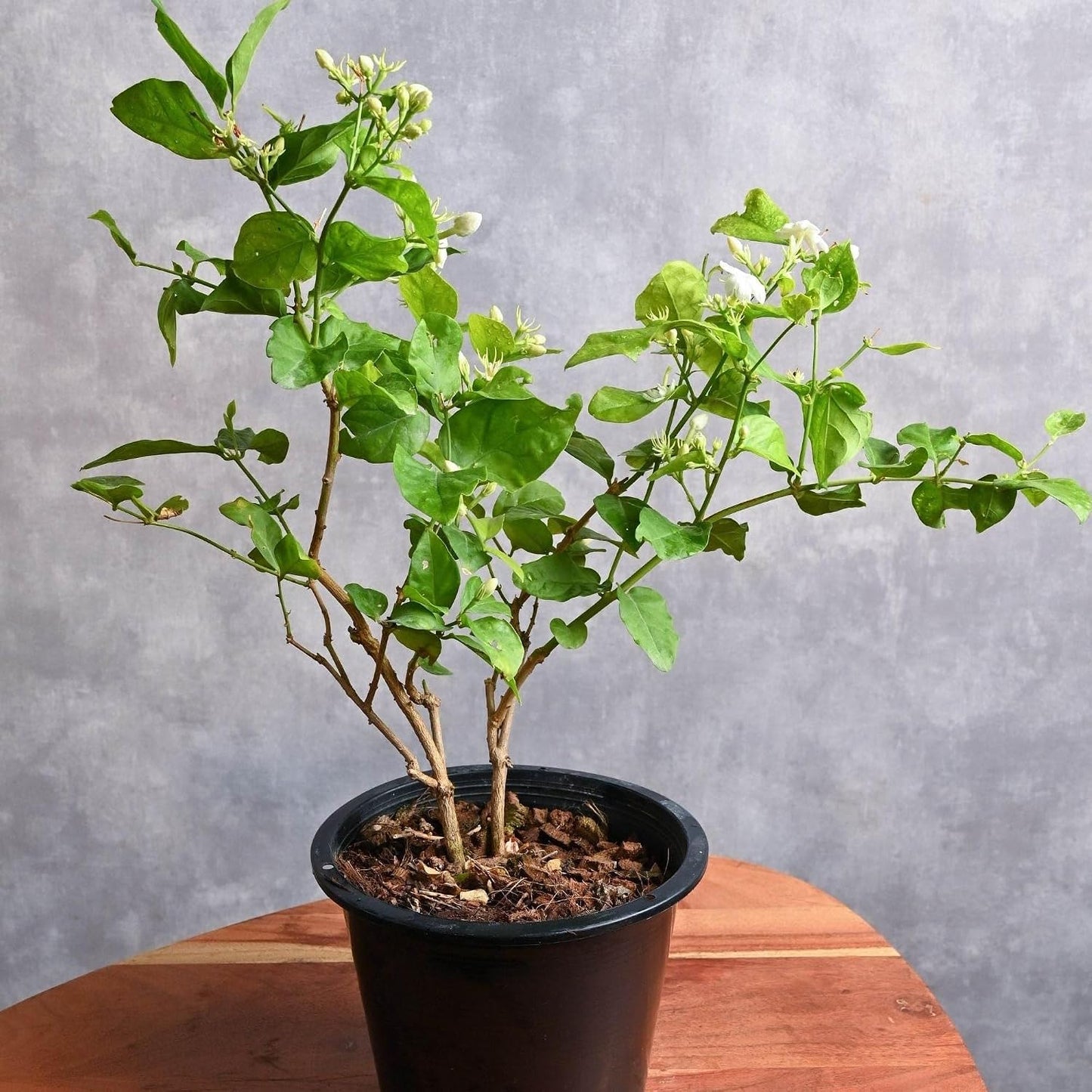 Live Pomegranate 'Wonderful' Plants (Punica Granatum 'Wonderful') - Fruit-Bearing, Drought-Tolerant, Easy to Grow (2 Pomegranate Wonderful Cups)