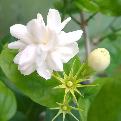 Live Pomegranate 'Wonderful' Plants (Punica Granatum 'Wonderful') - Fruit-Bearing, Drought-Tolerant, Easy to Grow (2 Pomegranate Wonderful Cups)