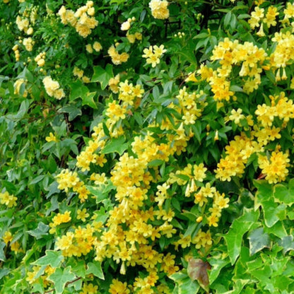 Live Pomegranate 'Wonderful' Plants (Punica Granatum 'Wonderful') - Fruit-Bearing, Drought-Tolerant, Easy to Grow (2 Pomegranate Wonderful Cups)